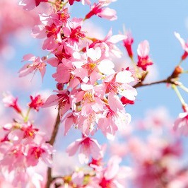 桜♪