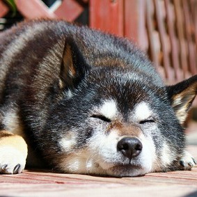 鍼灸の営業について＆9月のお休み